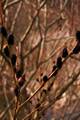 Salix gracilistylla IMG_9188 Wierzba czarnokotkowa